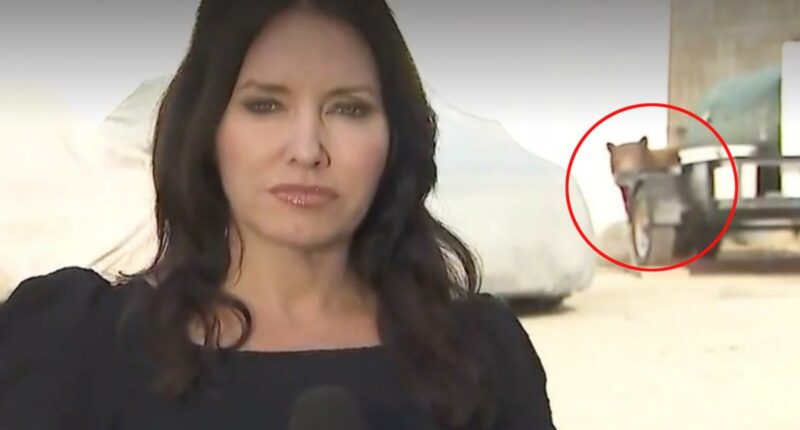Bear crashes KTLA reporterâs live shot while sheâs covering Monrovia attack
